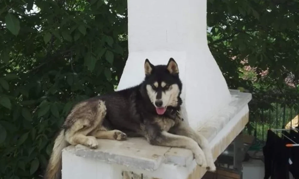 Όλιβερ-Αράχωβα: Σύμφωνα με δικηγόρους των φιλοζωικών έχει ασκηθεί ποινική δίωξη κατά φυσικού προσώπου για την υπόθεση
